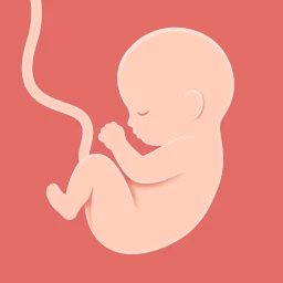 HiMommy: Hamilelik Takibi simgesi